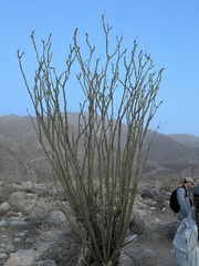 Fouquieria splendens splendens