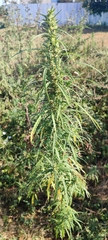 Cannabis sativa spontanea