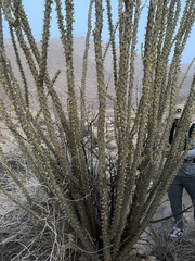 Fouquieria splendens splendens