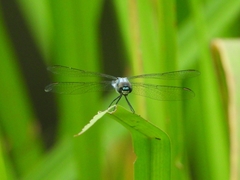 Brachydiplax sobrina
