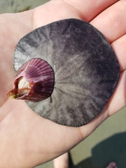 Paraconcavus pacificus