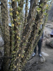 Fouquieria splendens splendens