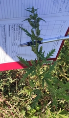 Urtica cannabina