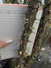 Fouquieria splendens splendens