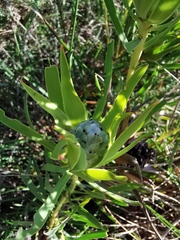 Leucadendron salignum