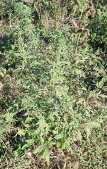 Urtica cannabina