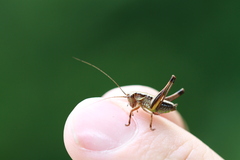 Pholidoptera griseoaptera