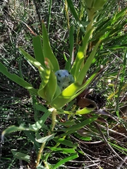 Leucadendron salignum