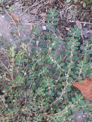 Euphorbia prostrata