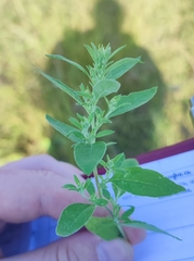 Axyris amaranthoides