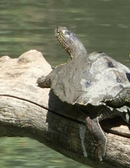 Graptemys ouachitensis