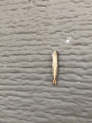 Agriphila vulgivagellus