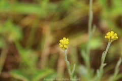 Pseudognaphalium affine