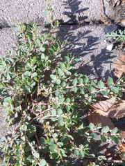 Euphorbia prostrata
