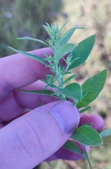 Axyris amaranthoides