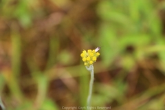 Pseudognaphalium affine