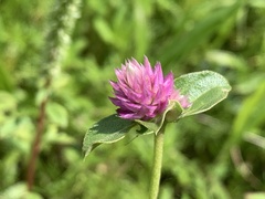 Gomphrena