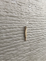 Agriphila vulgivagellus