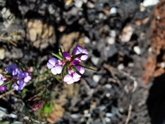 Muraltia satureioides