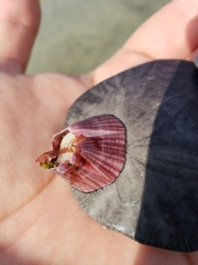 Paraconcavus pacificus