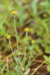 Pseudognaphalium affine