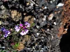 Muraltia satureioides