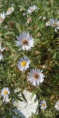 Symphyotrichum novi-belgii