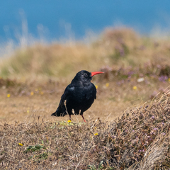 Pyrrhocorax pyrrhocorax