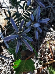 Indigofera praetermissa
