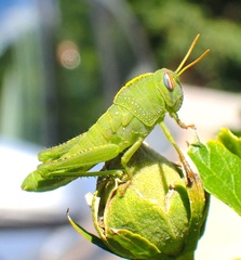 Anacridium aegyptium