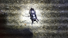 Serrognathus titanus okinawanus