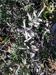 Indigofera praetermissa