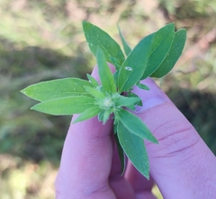 Axyris amaranthoides