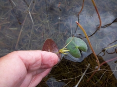 Nymphoides cordata