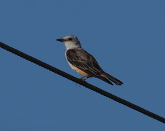 Tyrannus forficatus