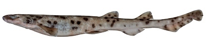 Grey Spotted Catshark (Asymbolus analis) · iNaturalist