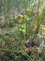 Scheuchzeria palustris