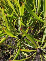Leucadendron