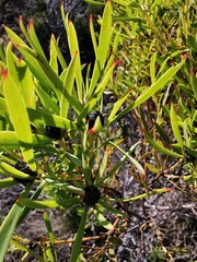 Leucadendron