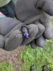 Carabus violaceus
