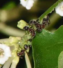 Camponotus planatus