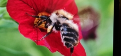 Anthophila