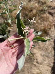 Asclepias eriocarpa