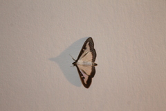 Cydalima perspectalis