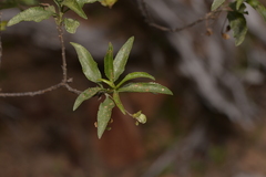 Eremophila serrulata