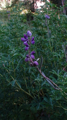 Lupinus montanus