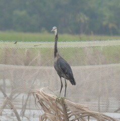 Egretta gularis