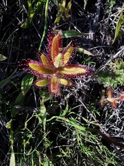 Drosera cistiflora