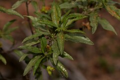 Eremophila serrulata