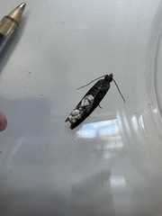 Epinotia trigonella